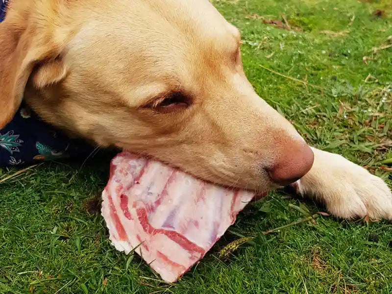 בשר חזיר לכלבים bark