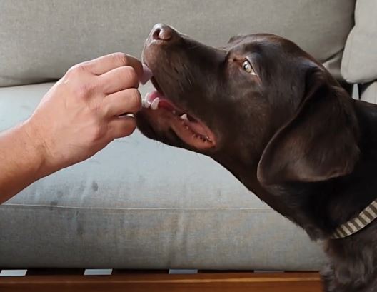 קוביות יוגורט לכלבים – הממתק הבריא הבא שיגרום להם לחייך