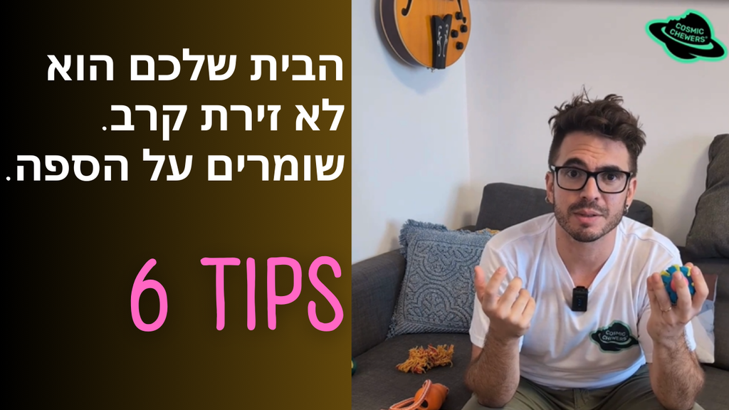 שומרים על הספה! טיפים לאילוף כלבים