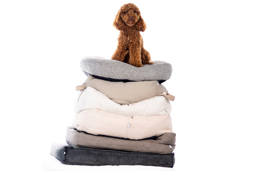 מיטות מעוצבות לכלבים שישדרגו את עיצוב הבית | MAIKA