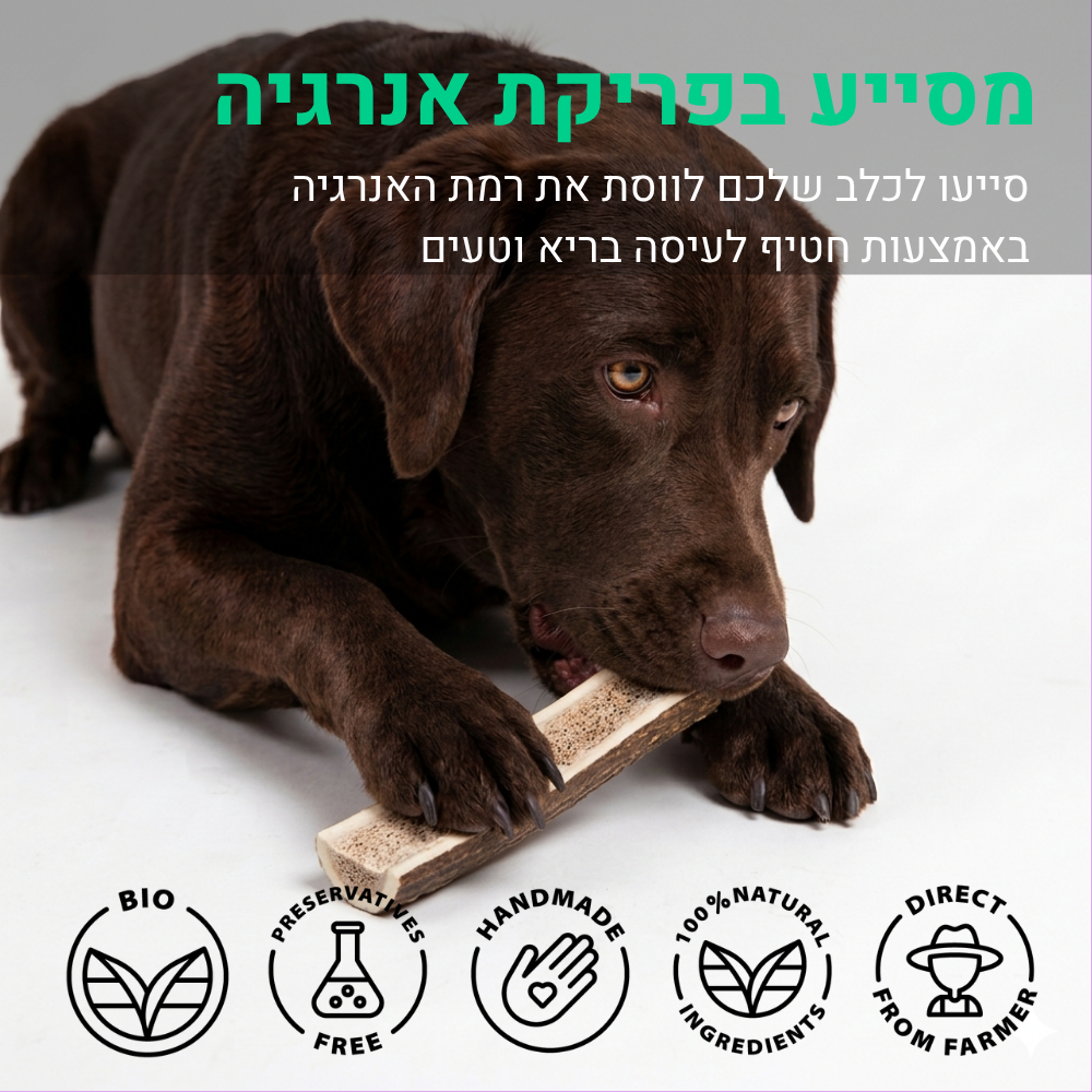 קרן אייל חצוייה - L