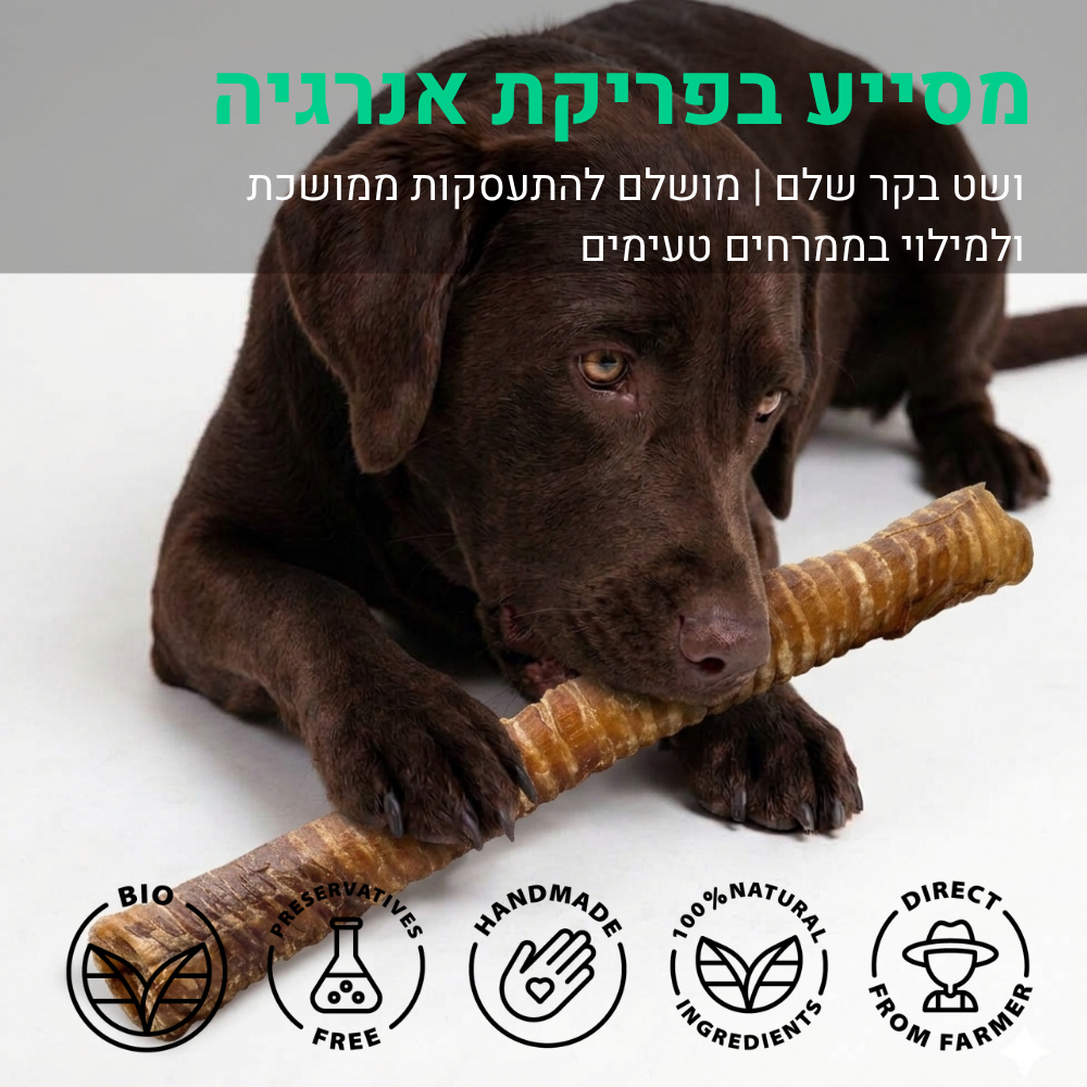 3 יח' | קנה נשימה בקר