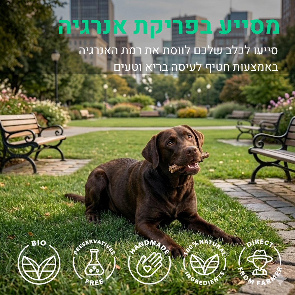 בולי סטיק | 10 יחידות
