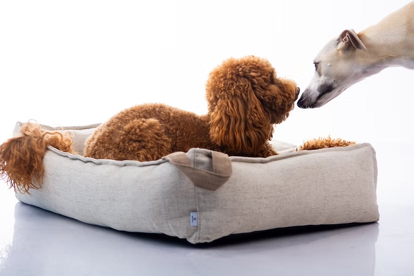 מיטה מעוצבת |  Maika | AMY