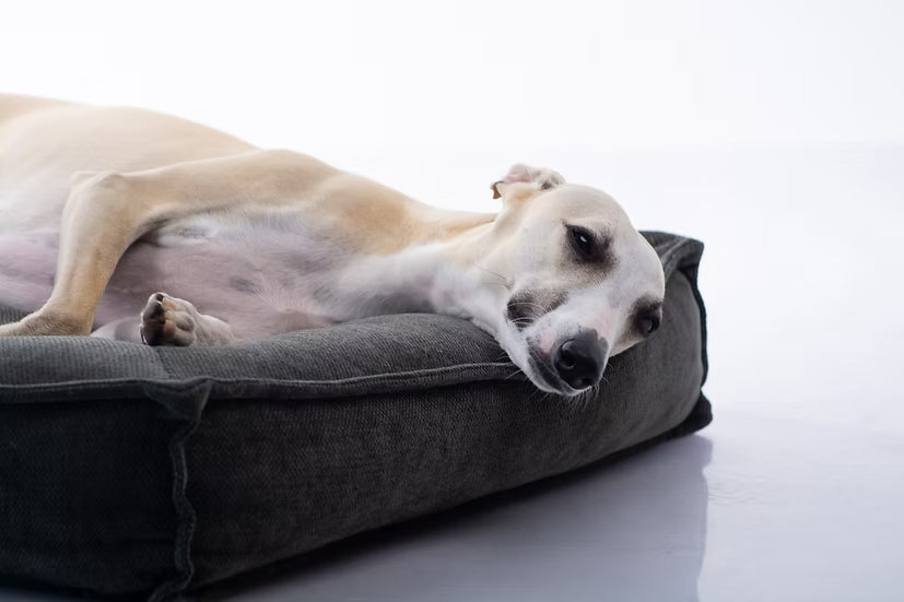 מיטה מעוצבת |  Maika | LUNA